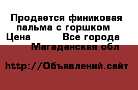 Продается финиковая пальма с горшком › Цена ­ 600 - Все города  »    . Магаданская обл.
